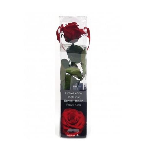 Ruža stabilizovaná Mini červená cca 20cm darčekové balenie SMERALDINO