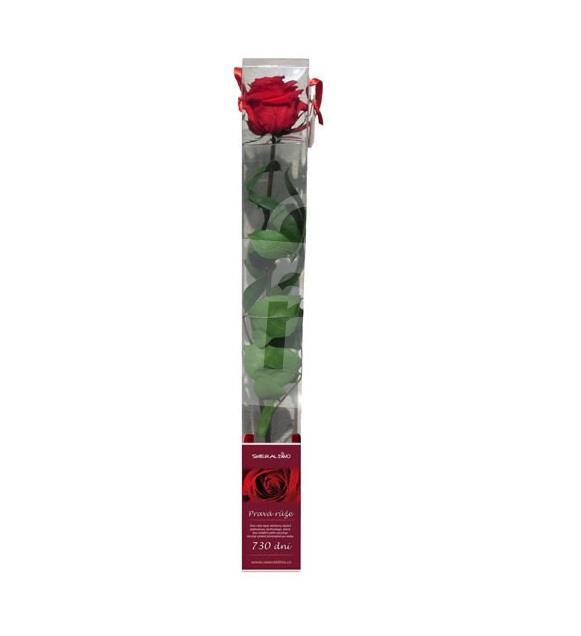 Ruža stabilizovaná Štandard červená cca 53cm darčekové balenie SMERALDINO